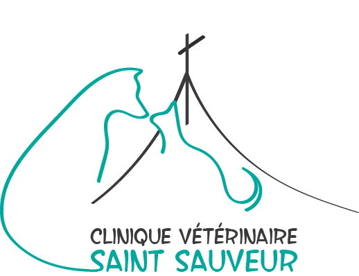 clinique vétérinaire saint sauveur